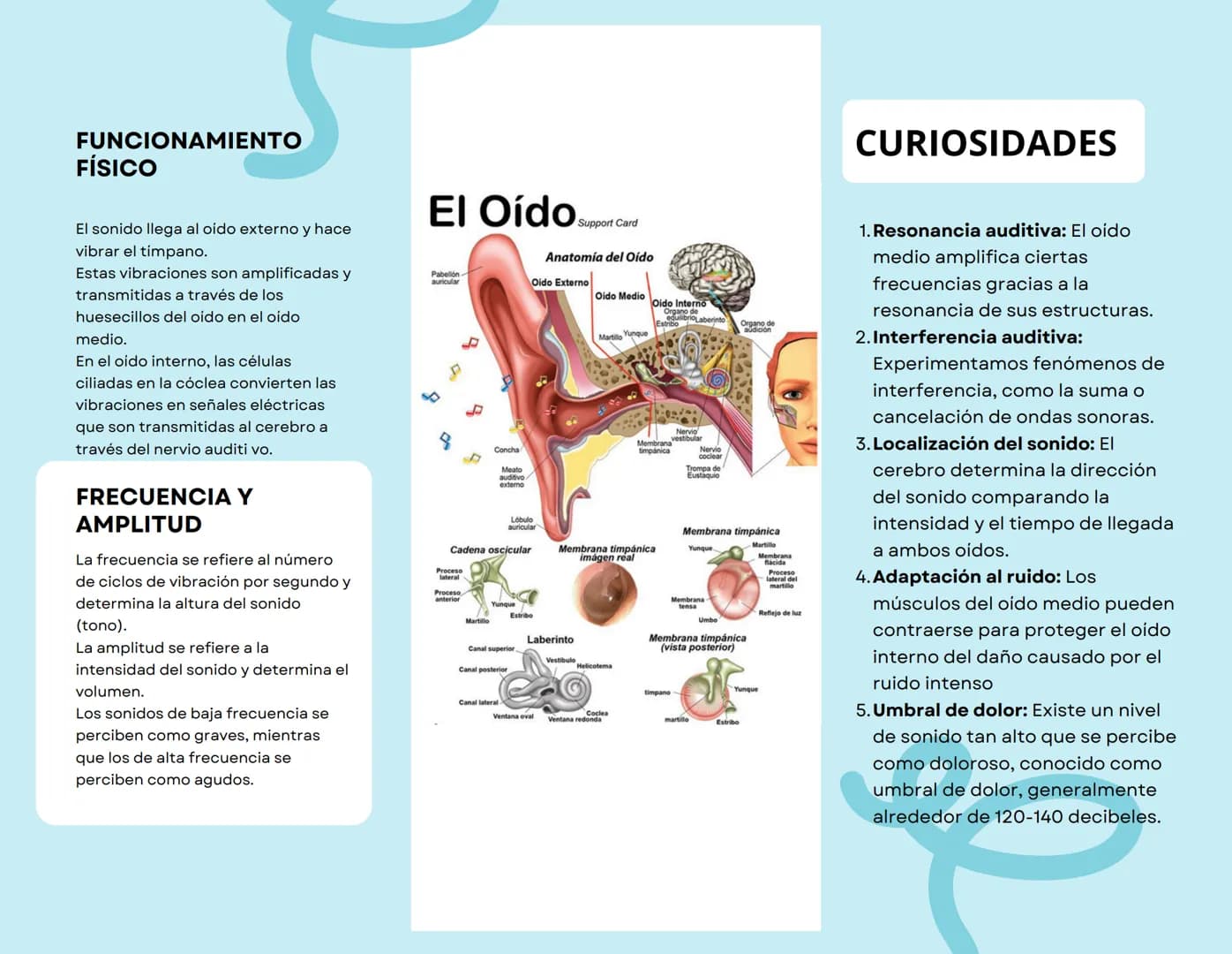 ANATOMÍA DEL OIDO
Oido externo: Incluye el pabellón
auricular y el canal auditivo
externo, que recogen y canalizan
el sonido hacia el tímpan