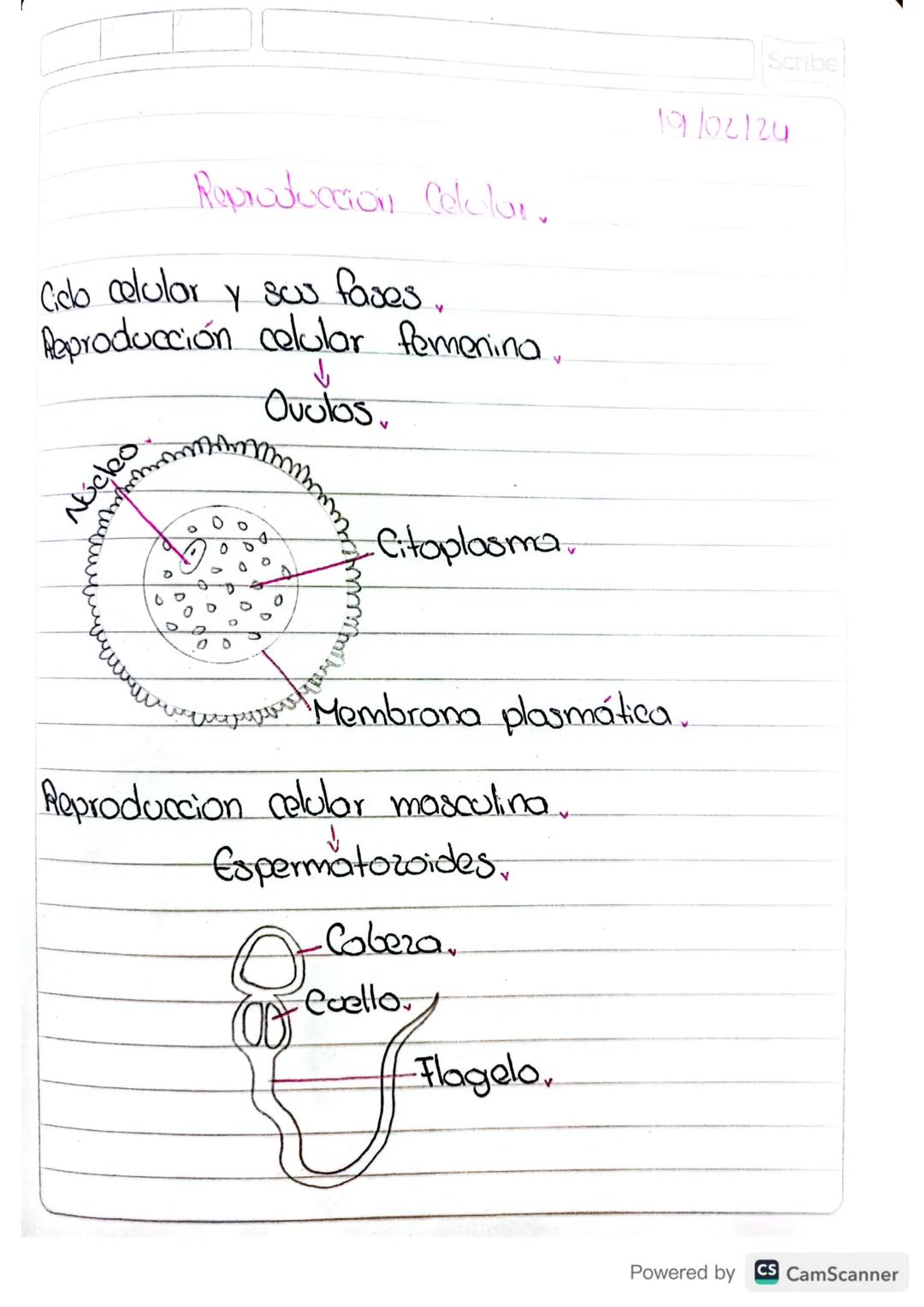 Scribe
19/02/24
Reproducción Celolur.
Ciclo celular y su fares..
Reproducción celular femenina..
Núcleo
↓
Ovulos
Citoplasma
Membrona plasmát