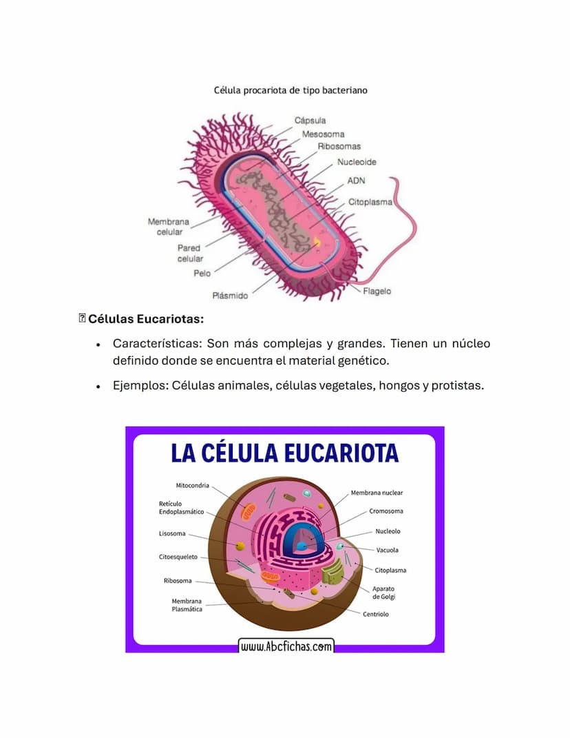 La célula.
La célula es la unidad más pequeña de la vida que puede funcionar por sí
sola. Todos los seres vivos están hechos de células. Hay