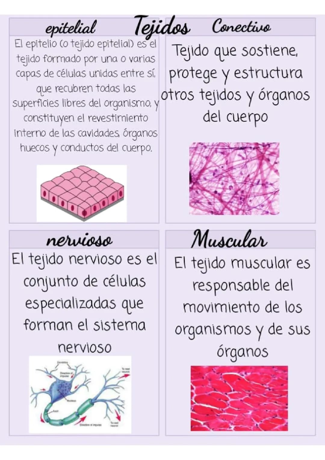 El tejido