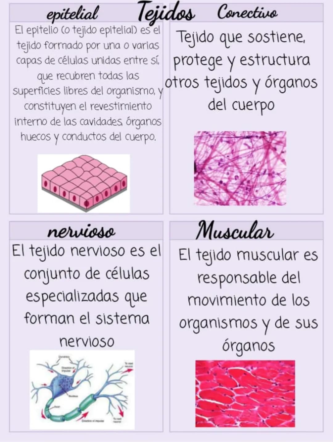 epitelial
Tejidos
El epitelio (o tejido epitelial) es el
tejido formado por una o varias
capas de células unidas entre sí,
que recubren toda