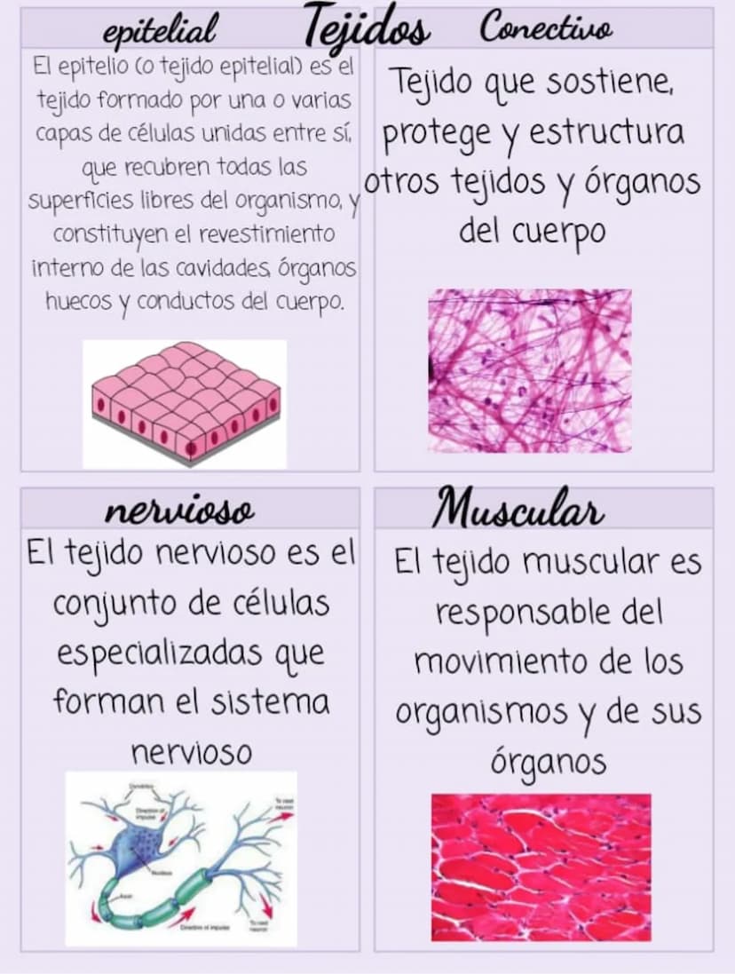 epitelial
Tejidos
El epitelio (o tejido epitelial) es el
tejido formado por una o varias
capas de células unidas entre sí,
que recubren toda