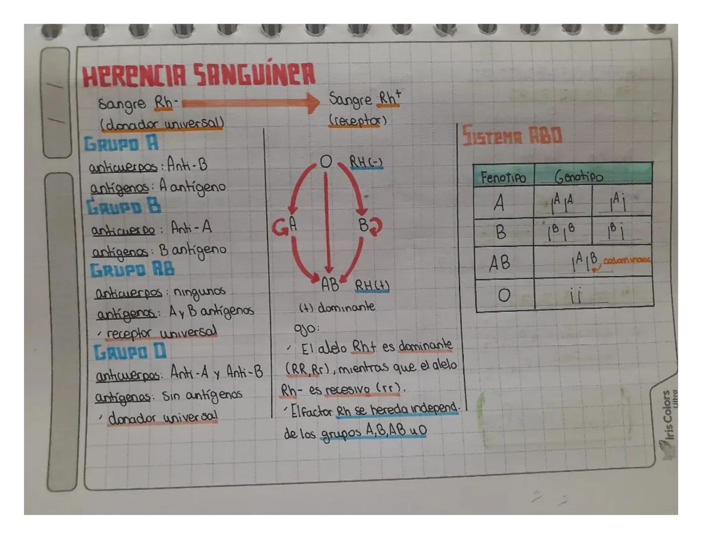 Sangre Rb-
(donador universal)
anticuerpo: Anti-A
GRUPO A
anticuerpos: Anti-B
antigenos: A antigeno
GRUPD B
antigenas: B antigeno
GRUPO AB
a