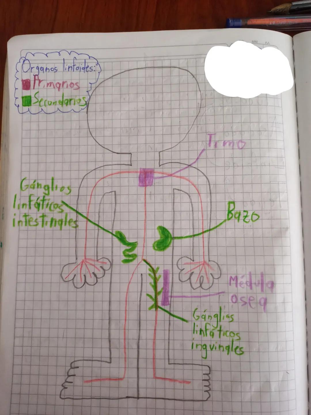 Organos lintoides:)
Primarios I
Secondarios
Ganglios
linfáticos
intestinales
Trmo
Bazo
٤
baso
Ganglias
linfaticos
ingvingles