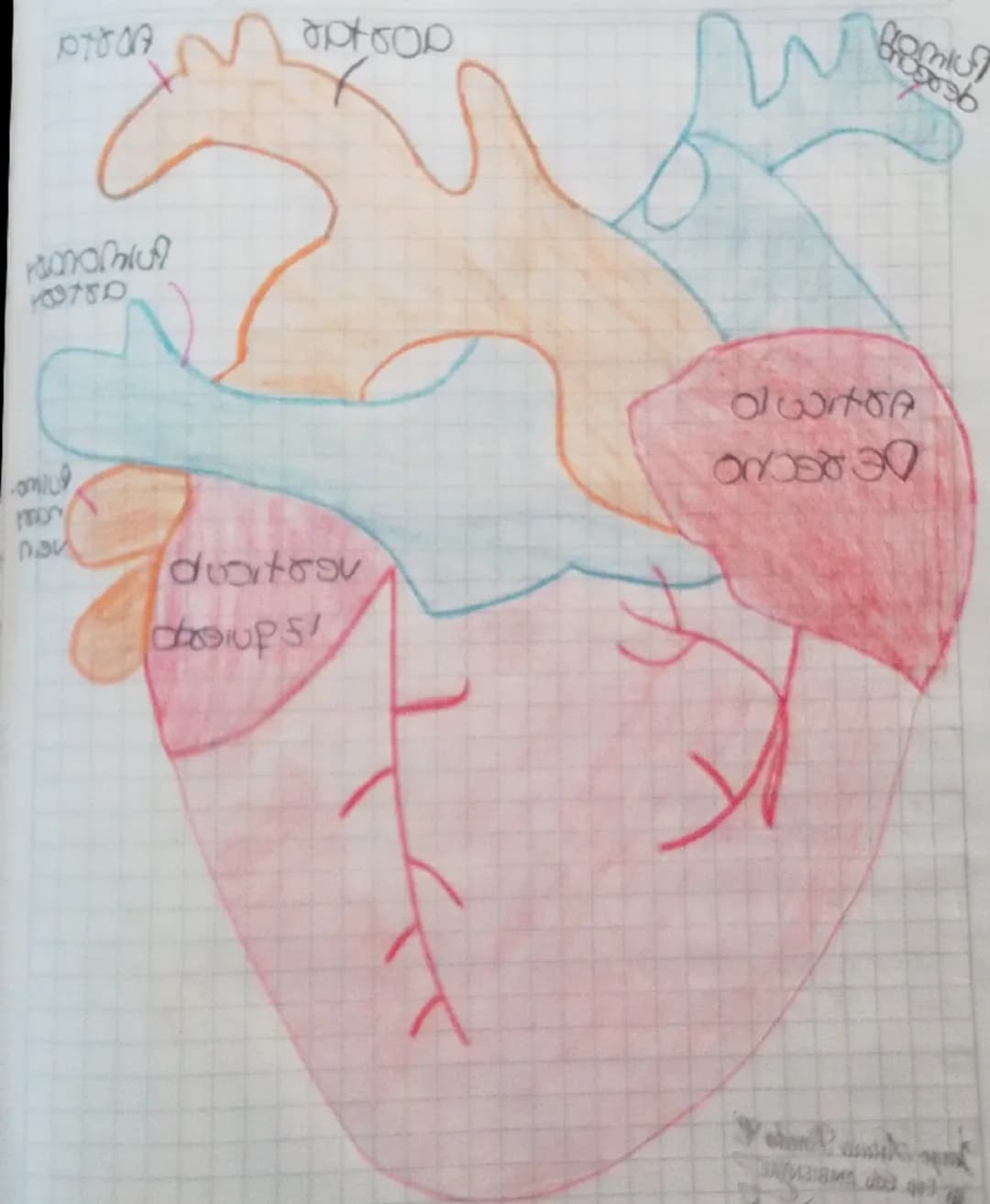 SISTER CIRCULATORIO
TET Sistema Circulatorio está
formado por dos Componentes
Separados pero relacionados
el Sistema cardiovascula
Y el Sist