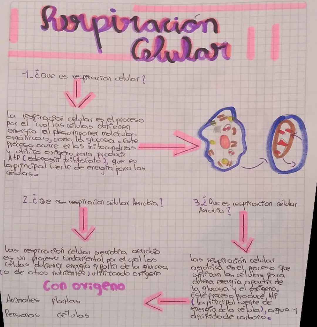 Respiración celular 