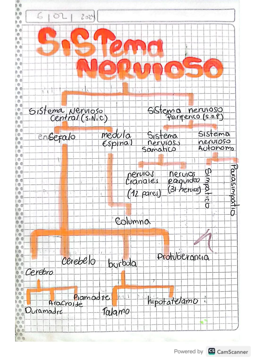 61021 2024
# SiSTema
# NORVIOSO
Sistema Nervioso
Central (S.N.c)
Sistema nervioso
Periferico (s.n.P)
en Sefalo
medula Sistema
Sistema
Espina