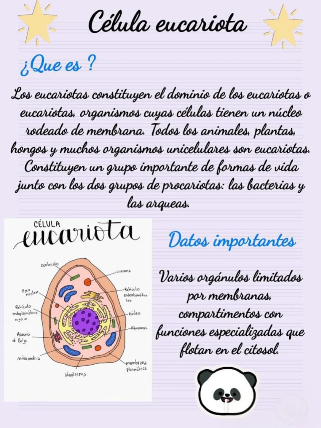 Célula eucariota
¿Que es?
Los eucariotas constituyen el dominio de los eucariotas o
eucariotas, organismos cuyas células tienen un núcleo
ro