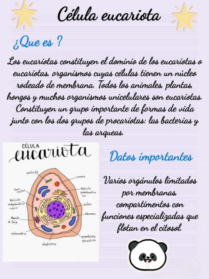 Célula eucariota
¿Que es?
Los eucariotas constituyen el dominio de los eucariotas o
eucariotas, organismos cuyas células tienen un núcleo
ro