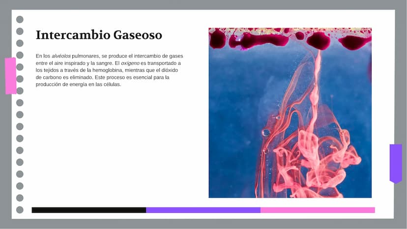 Anatomía y Funcionamiento
del Sistema Respiratorio:
Una Visión Integral DDD
Introducción
El sistema respiratorio es fundamental para la vida