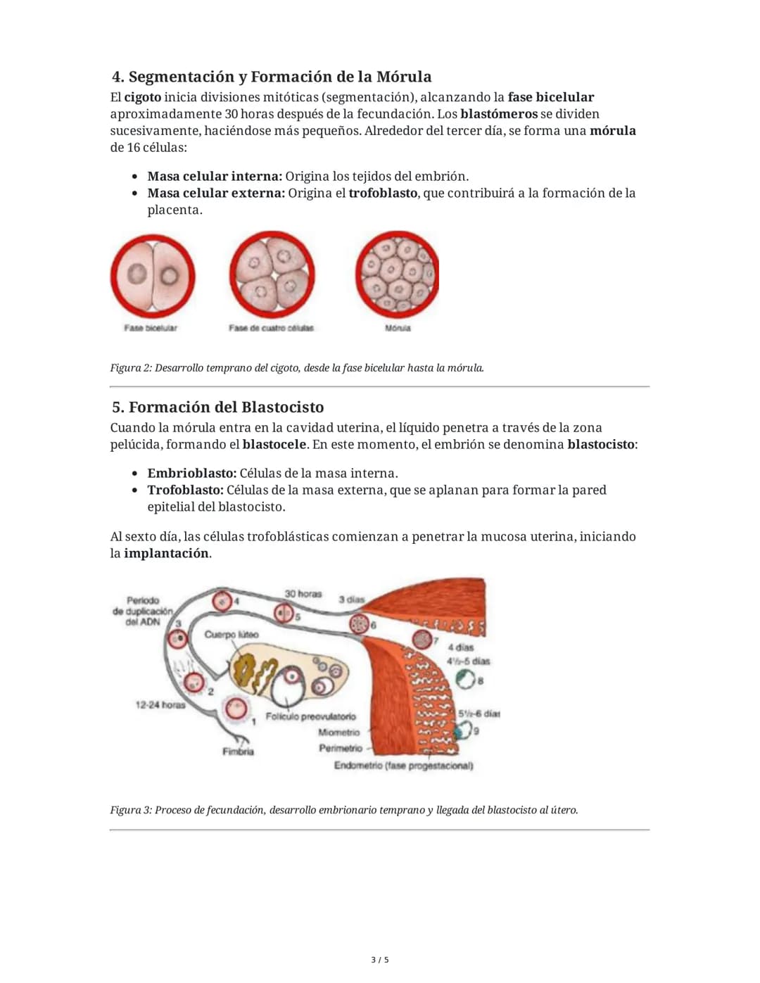 # Primera Semana de Desarrollo: De la Ovulación a la Implantación

1. **Regulación Hormonal del Ciclo Sexual Femenino**
El ciclo sexual feme