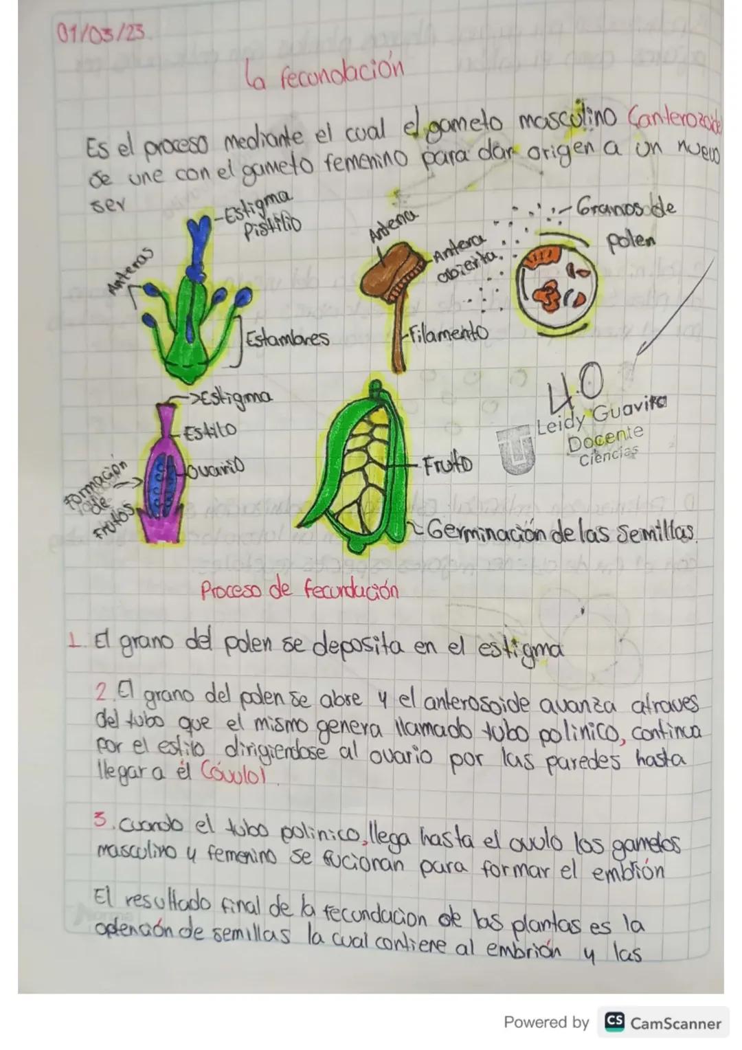 01/03/23.

La fecundación

Es el proceso mediante el cual el gameto masculino Canterozoi
de une con el gameto femenino para dar origen a un 