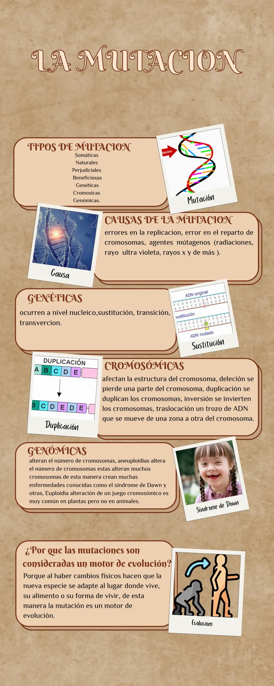 LA MUTACION
TIPOS DE MUTACION
Somáticas
Naturales
Perjudiciales
Beneficiosas
Genéticas
Cromosicas
Genómicas.
tación
Mutación
Causa
GENÉTICAS