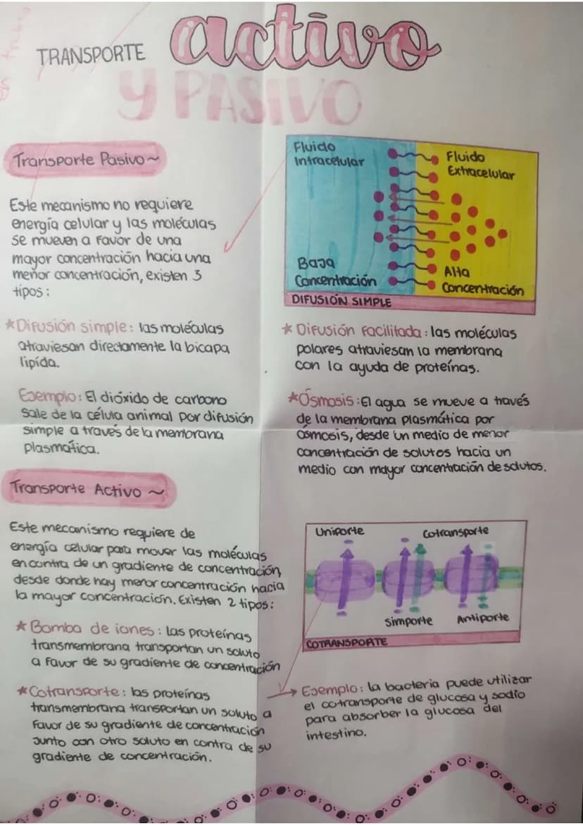 TRANSPORTE
activo
Y PASIVO
Transporte Pasivo~
Este mecanismo no requiere
energía celular y las moléculas
se mueven a favor de una
mayor conc