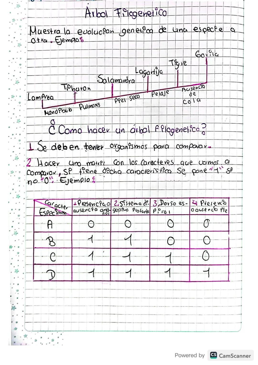# Arbol Filogenetico

Muestra la evolucion generico de una especte a
Otra. Ejemplos

Gorila

Tobaron
Salamandra
Lagartija
Tigre

Lamprea

Ma