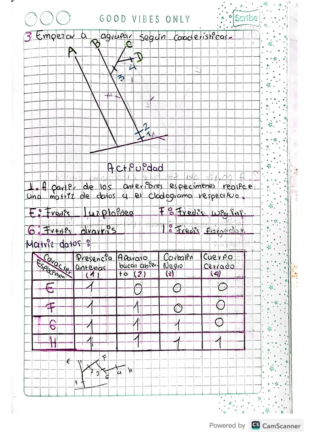 # Arbol Filogenetico

Muestra la evolucion generico de una especte a
Otra. Ejemplos

Gorila

Tobaron
Salamandra
Lagartija
Tigre

Lamprea

Ma