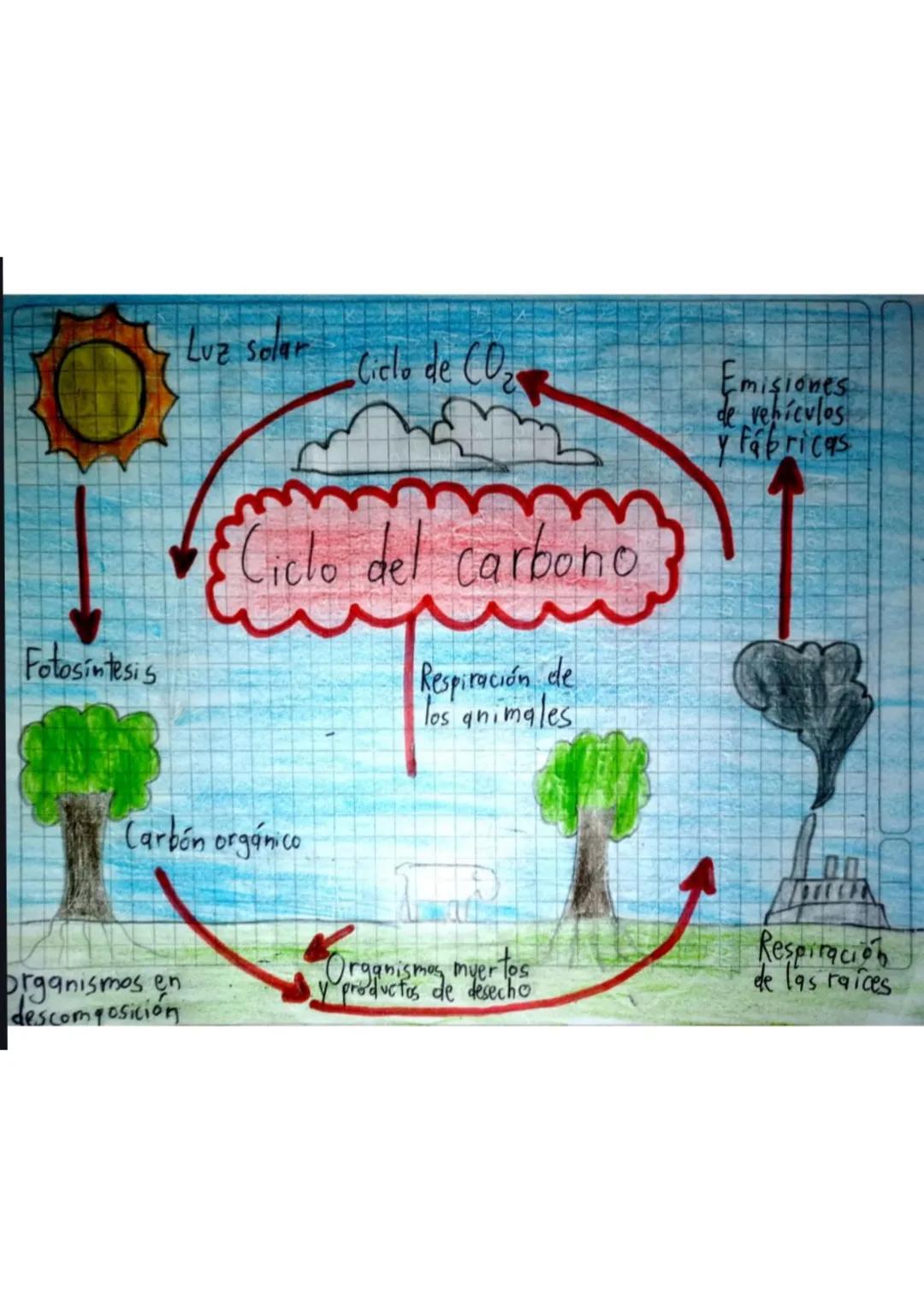 Fotosintesis

Luz Solar

Ciclo de CO₂

Emisiones
de vehículos
y Fábricas

Ciclo del carbono

Respiración de
los animales

Carbón orgánico

O