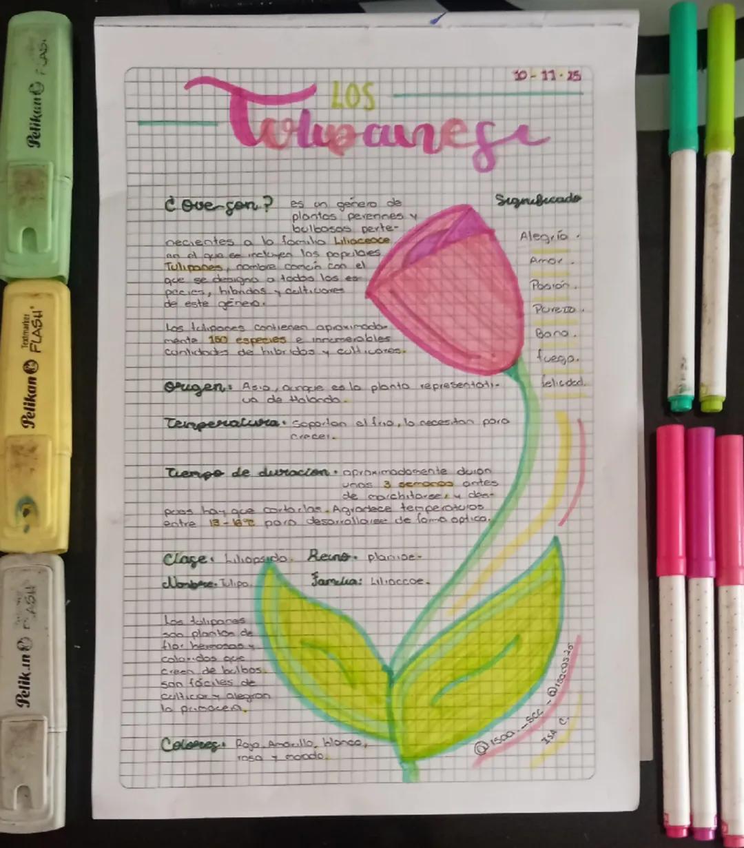 Pelikan
Pelikan FLASH
Textmarker
Pelikan FLAS

10-11-25
# Tolipanese

## Cove gon?

es un genero de
plantas perennes y
bulbosas perte-
necie