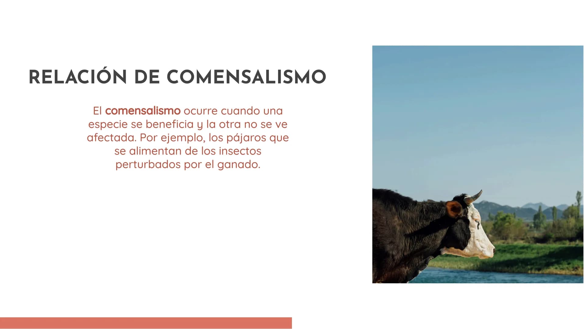 100
EXPLORANDO LAS
RELACIONES
ECOLÓGICAS:
EJEMPLOS Y
DEFINICIONES INTRODUCCIÓN
En esta presentación exploraremos las
relaciones ecológicas e