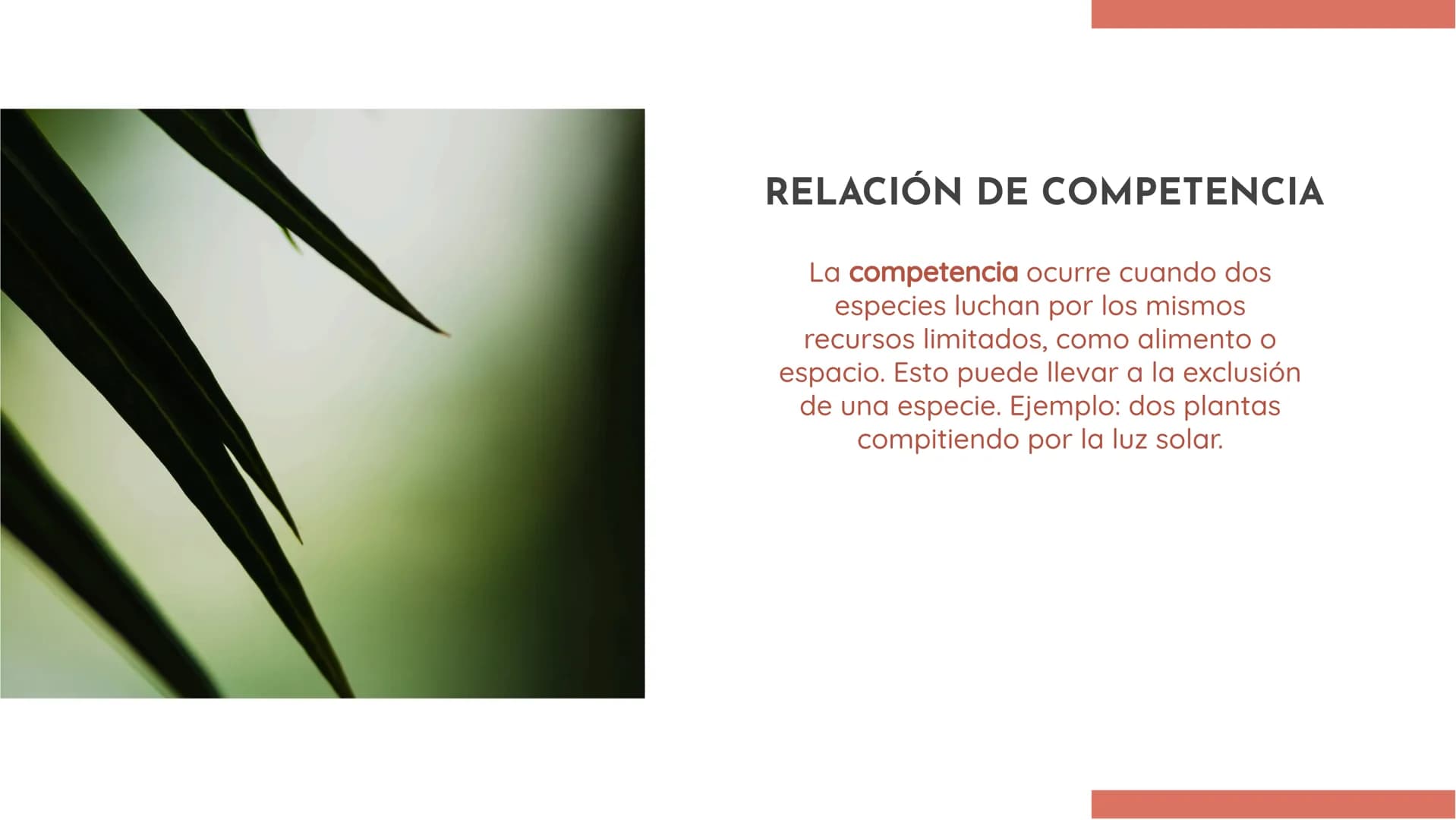 100
EXPLORANDO LAS
RELACIONES
ECOLÓGICAS:
EJEMPLOS Y
DEFINICIONES INTRODUCCIÓN
En esta presentación exploraremos las
relaciones ecológicas e