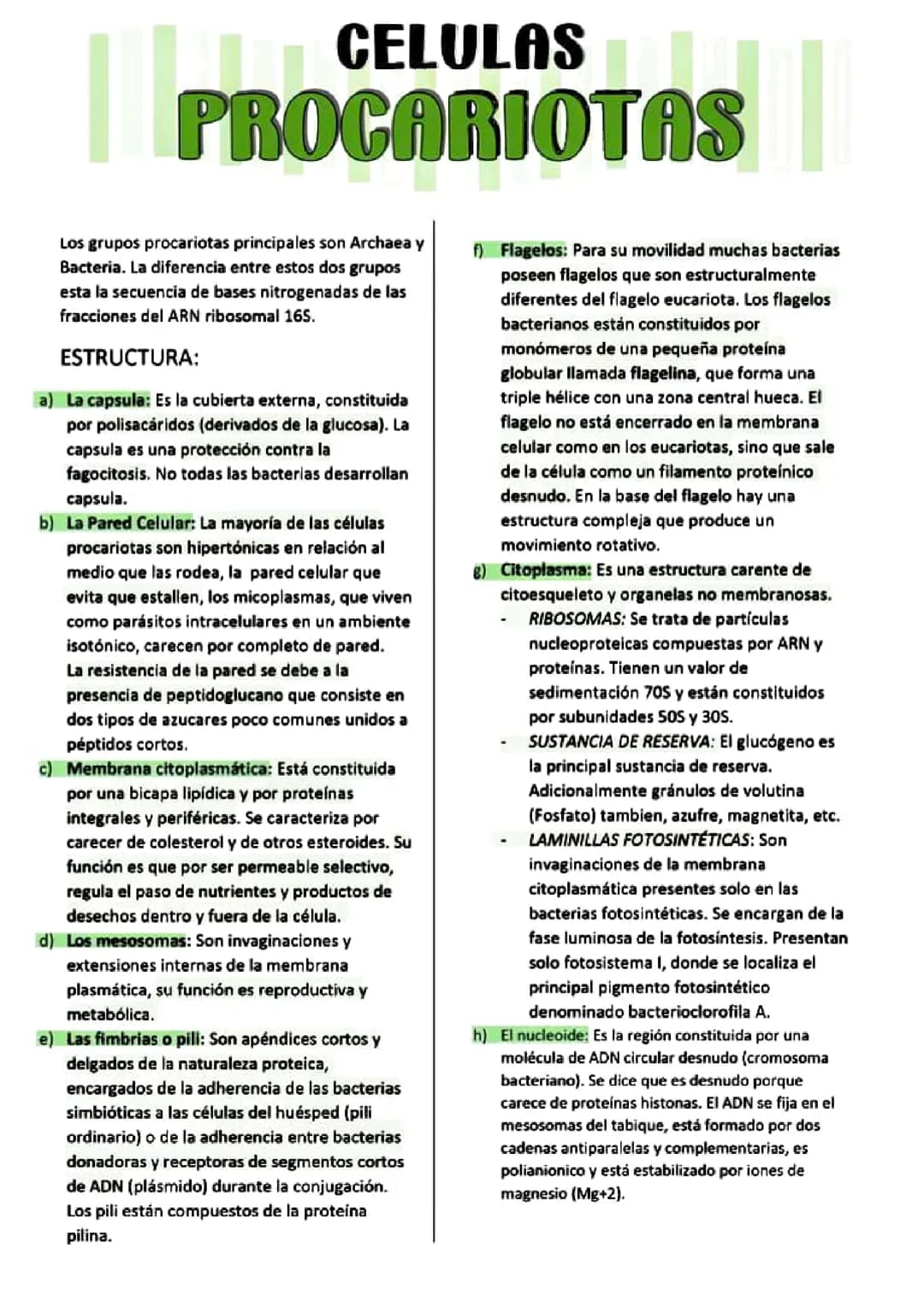 La célula procariota 