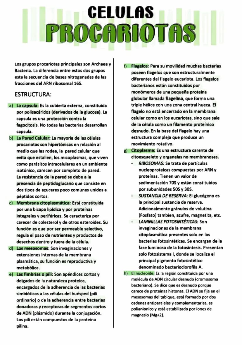 CELULAS
PROCARIOTAS
Los grupos procariotas principales son Archaea y
Bacteria. La diferencia entre estos dos grupos
esta la secuencia de bas