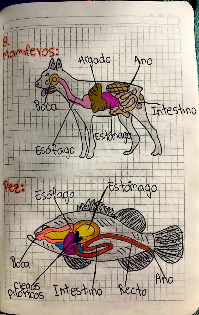 8.
Mamiferos:
Higado
Ano
Воса
Intestino
Estanaga
Esófago
Pez:
Esofago
Estomago
Boca
Ano
Piloricos Intestino Recto