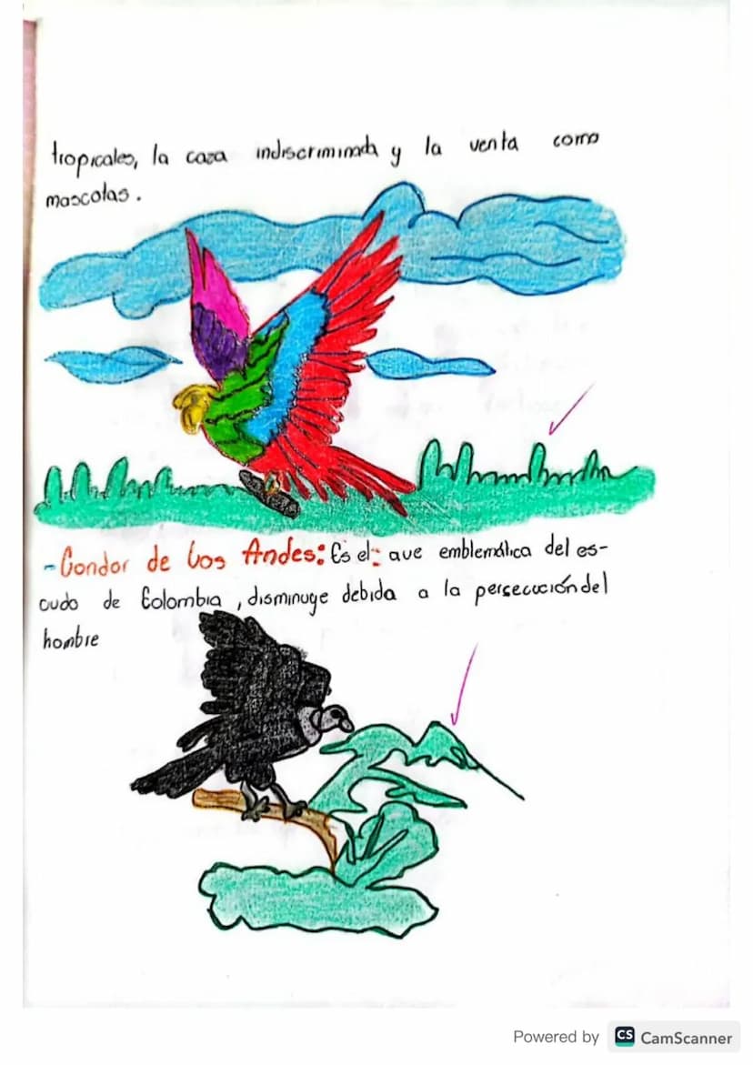 INTRODUCCION
Colombia
95
uno de los países más biodiversos del mundo,
con
una
natural
riqueza
que incluye
más de 54,000 espec-
es de plantas