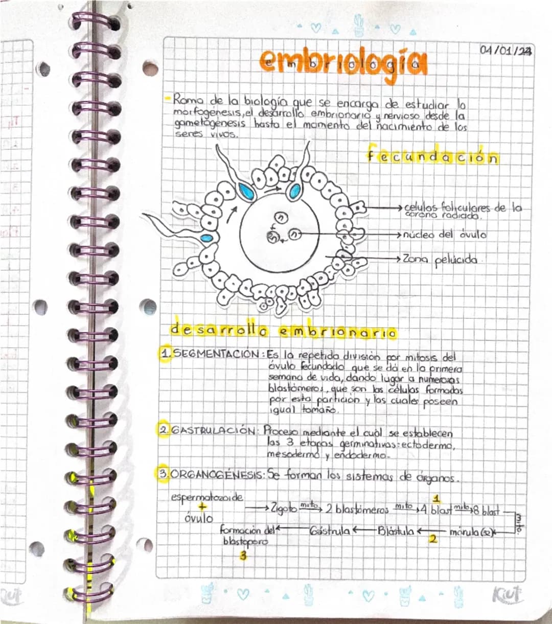 --- OCR Start ---
♡
04/01/24
embriología
Roma de la biología que se encarga de estudiar lo
morfogenesis, el desarrollo embrionario y nervios