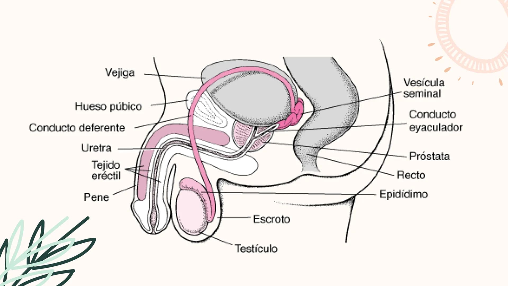 INDICE
Anatomía Y Fisiología .
Patologías Y Factores de riesgo.
Prevencion Y Cuidados de
Enfermedades.
• Didáctica. AWATOMIA Y FISIOLOGIA An