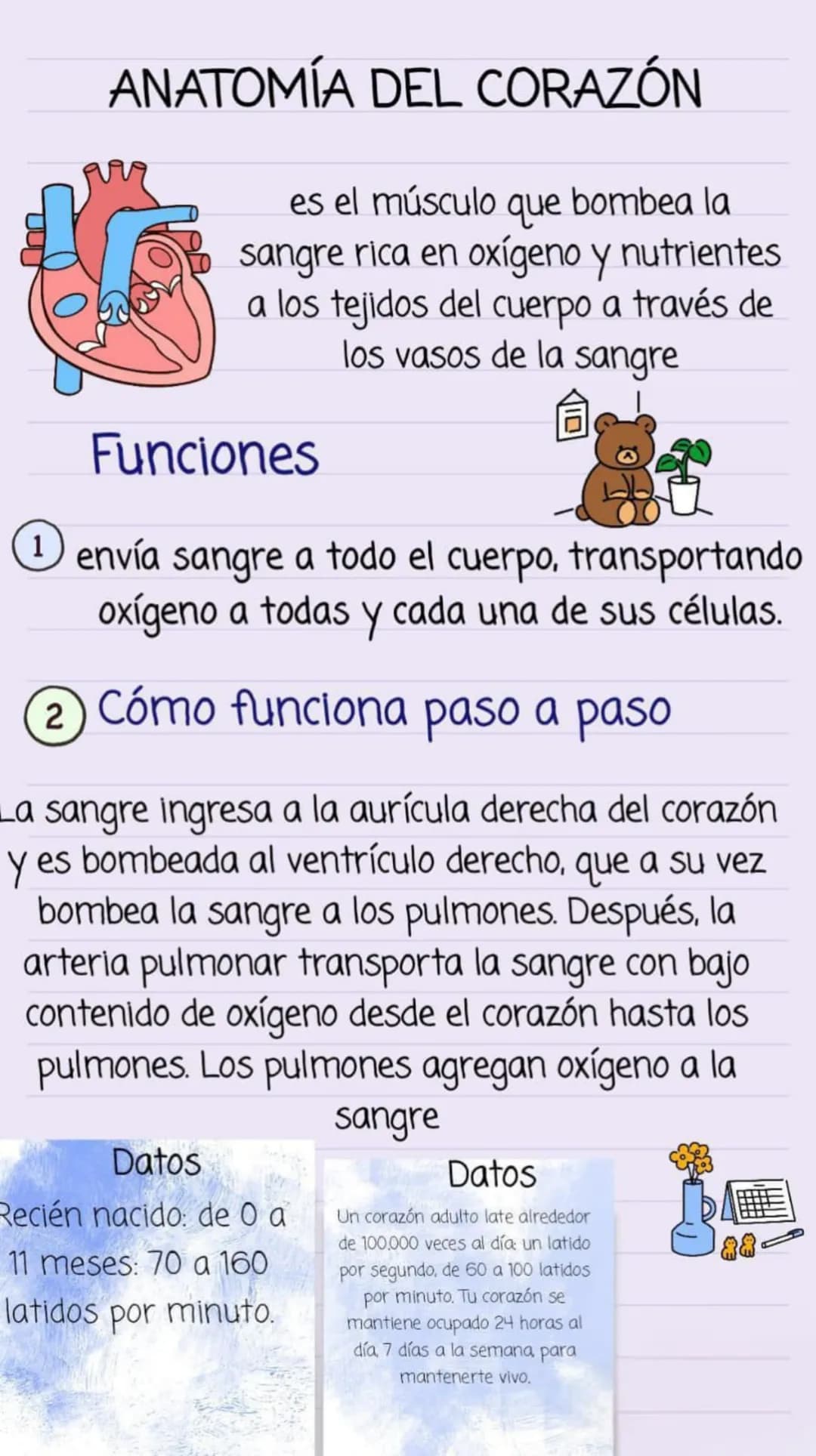 ANATOMÍA DEL CORAZÓN
es el músculo que bombea la
sangre rica en oxígeno y nutrientes.
a los tejidos del cuerpo a través de
los vasos de la s