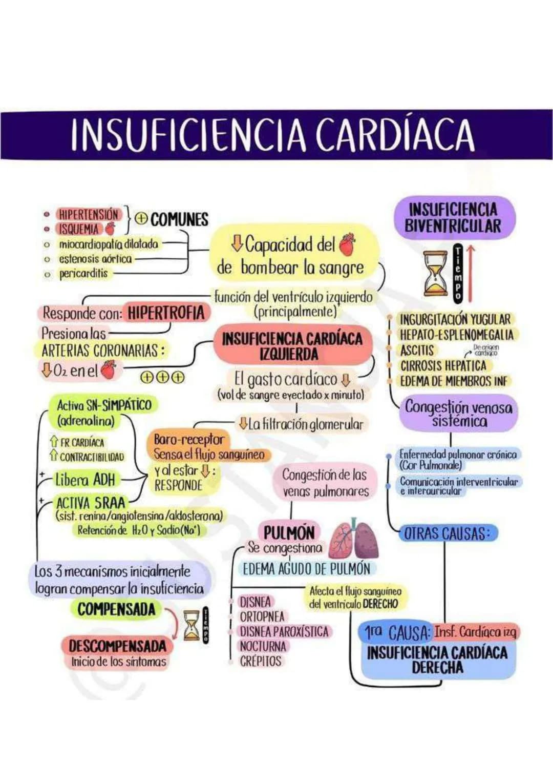 INSUFICIENCIA CARDÍACA
0
HIPERTENSIÓN COMUNES
•ISQUEMIA
o miocardiopatía dilatada
。 estenosis aórtica-
• pericarditis
Responde con: HIPERTRO