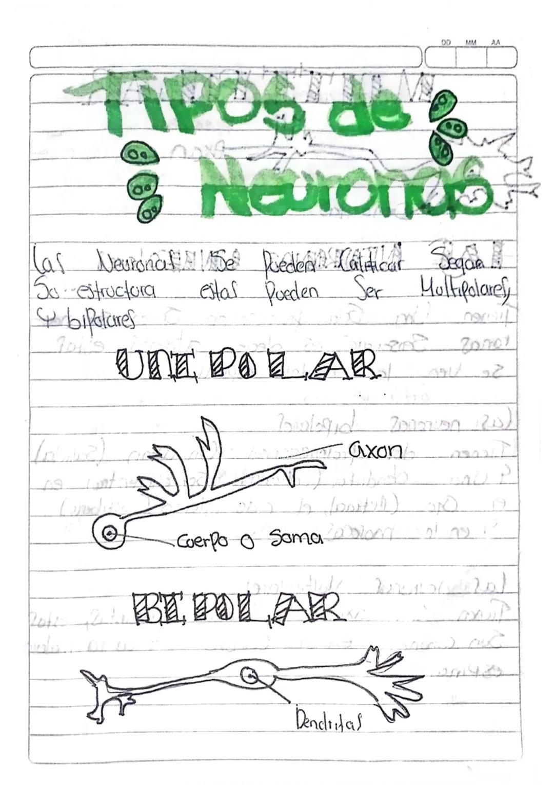 Ca neurona, Sus
Partes & sus tunaones
Cas neuronal Son la Unidad basica
del Sistema nervioso, Son Celulas Condoc
toras may especialisadas, s