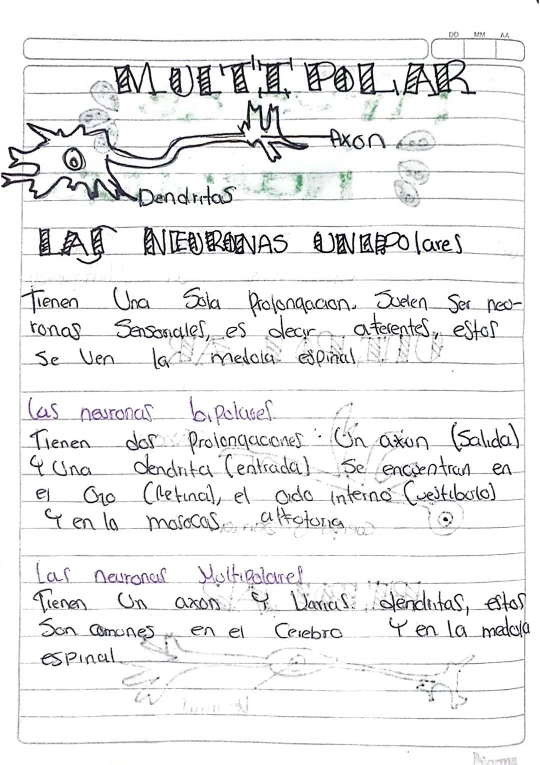 Ca neurona, Sus
Partes & sus tunaones
Cas neuronal Son la Unidad basica
del Sistema nervioso, Son Celulas Condoc
toras may especialisadas, s