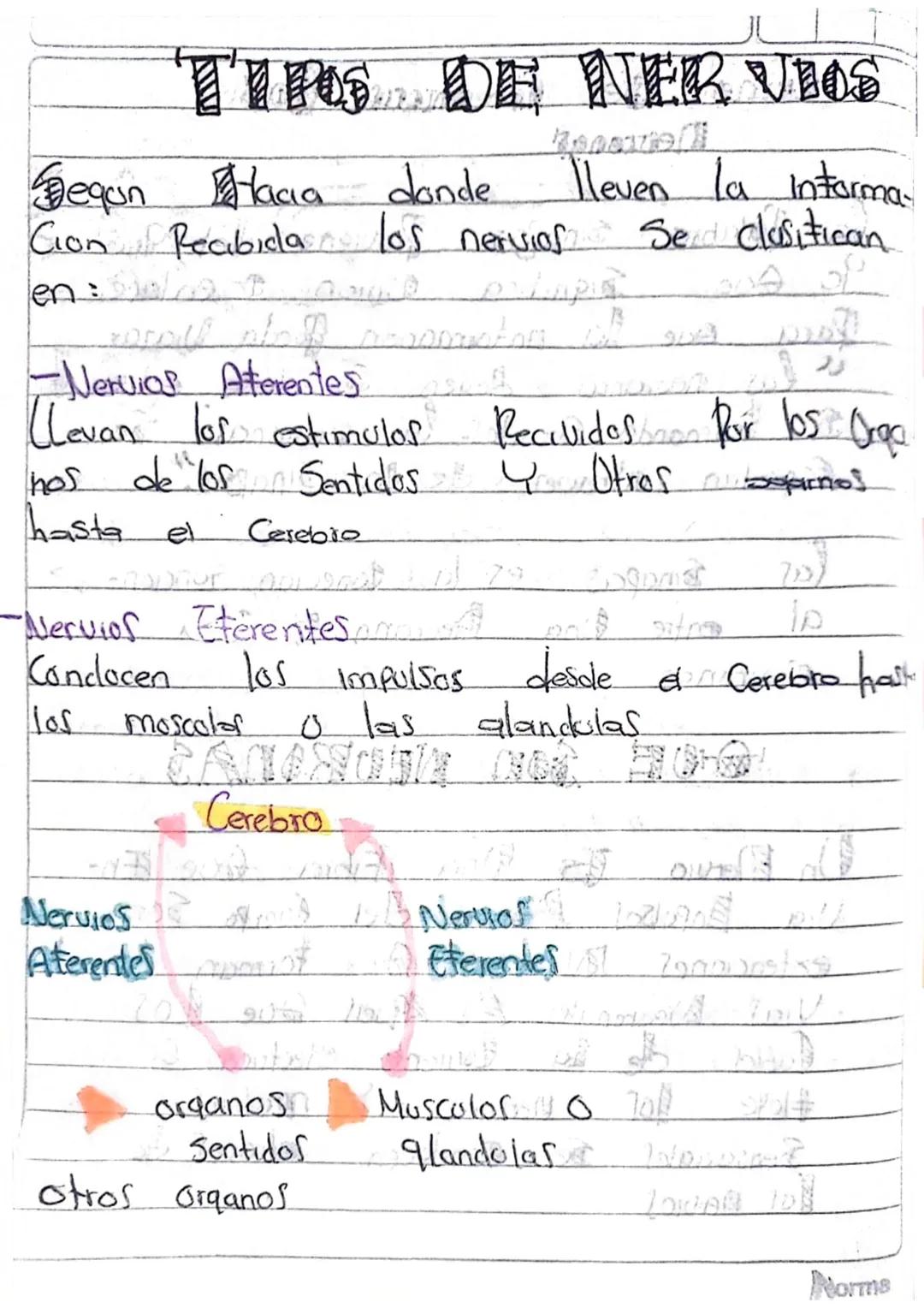 Ca neurona, Sus
Partes & sus tunaones
Cas neuronal Son la Unidad basica
del Sistema nervioso, Son Celulas Condoc
toras may especialisadas, s
