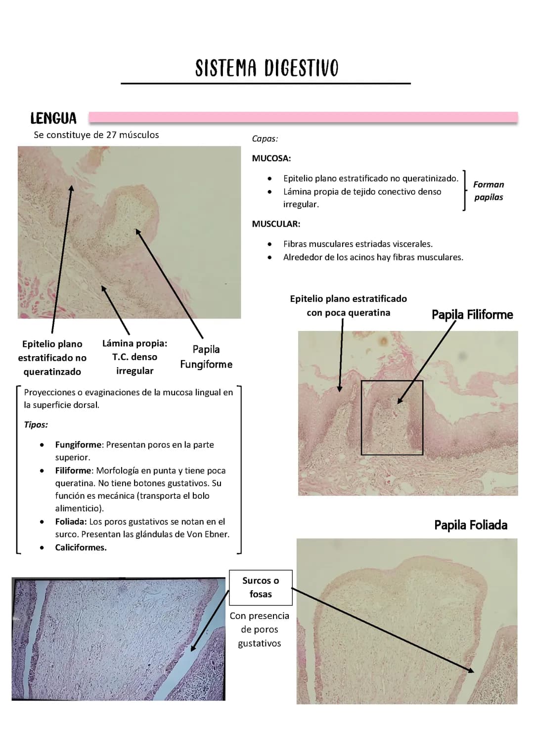 Histología del Sistema digestivo y respiratorio 