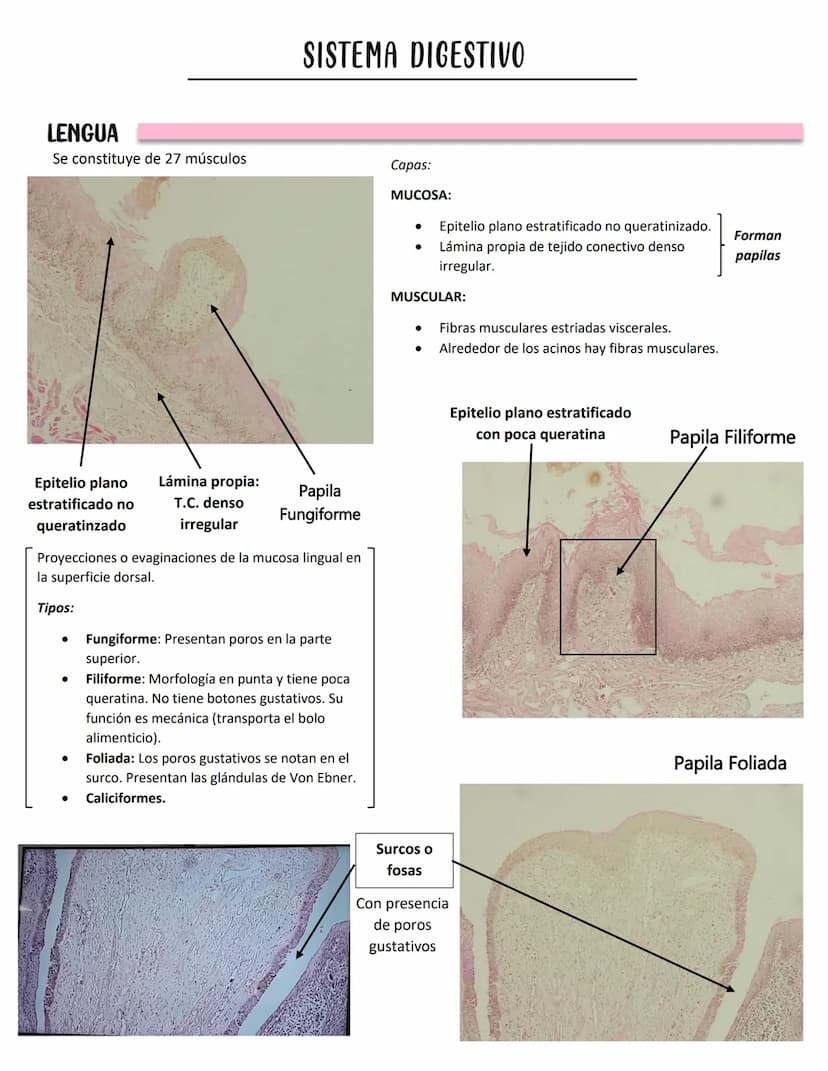 LENGUA
SISTEMA DIGESTIVO
Se constituye de 27 músculos
Capas:
MUCOSA:
Epitelio plano
estratificado no
queratinzado
Lámina propia:
T.C. denso

