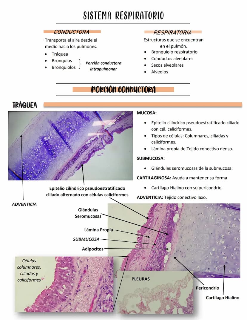 LENGUA
SISTEMA DIGESTIVO
Se constituye de 27 músculos
Capas:
MUCOSA:
Epitelio plano
estratificado no
queratinzado
Lámina propia:
T.C. denso
