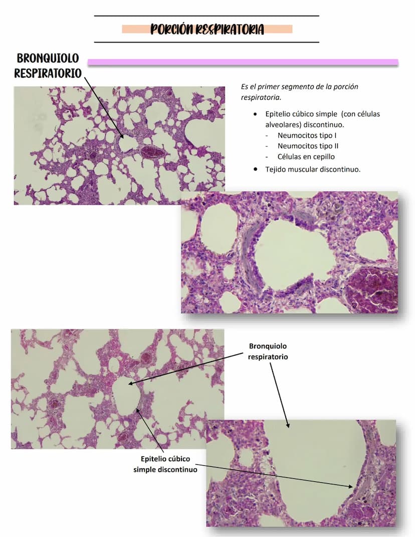 LENGUA
SISTEMA DIGESTIVO
Se constituye de 27 músculos
Capas:
MUCOSA:
Epitelio plano
estratificado no
queratinzado
Lámina propia:
T.C. denso
