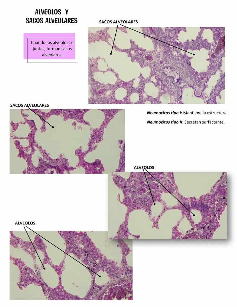LENGUA
SISTEMA DIGESTIVO
Se constituye de 27 músculos
Capas:
MUCOSA:
Epitelio plano
estratificado no
queratinzado
Lámina propia:
T.C. denso
