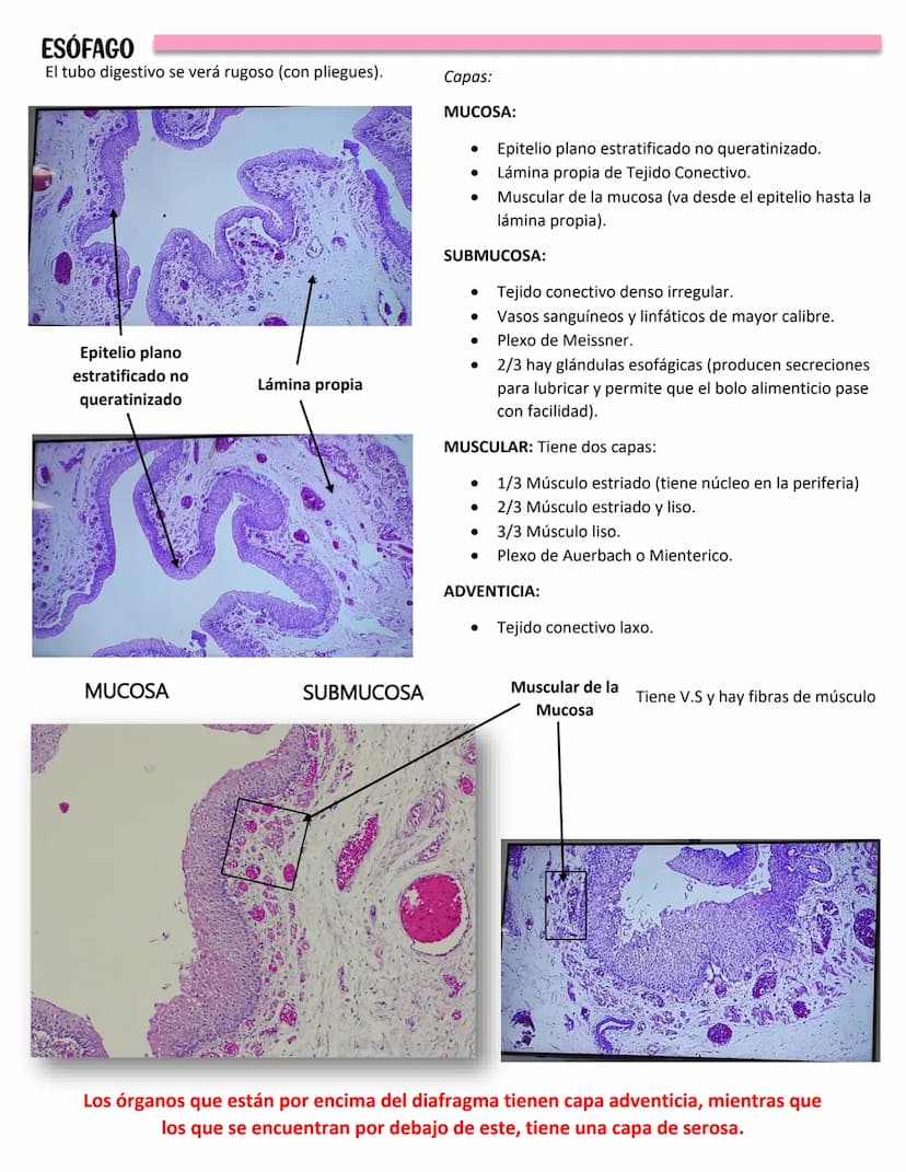 LENGUA
SISTEMA DIGESTIVO
Se constituye de 27 músculos
Capas:
MUCOSA:
Epitelio plano
estratificado no
queratinzado
Lámina propia:
T.C. denso
