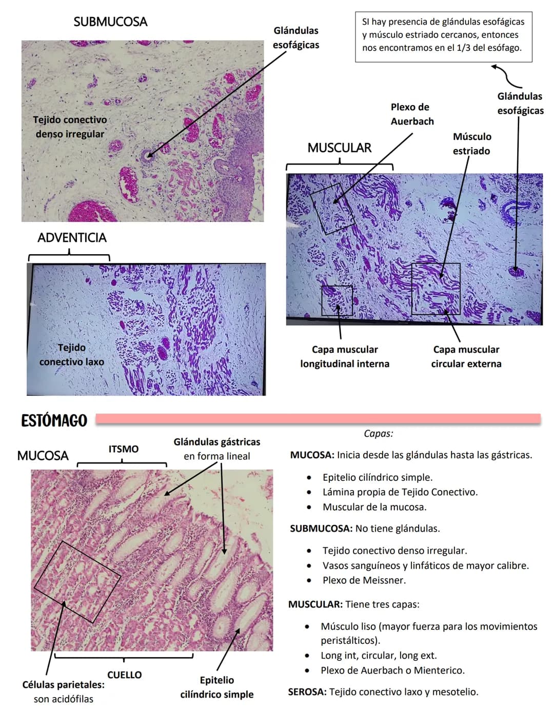 LENGUA
SISTEMA DIGESTIVO
Se constituye de 27 músculos
Capas:
MUCOSA:
Epitelio plano
estratificado no
queratinzado
Lámina propia:
T.C. denso
