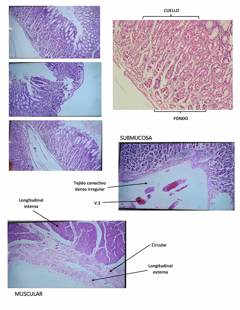 LENGUA
SISTEMA DIGESTIVO
Se constituye de 27 músculos
Capas:
MUCOSA:
Epitelio plano
estratificado no
queratinzado
Lámina propia:
T.C. denso
