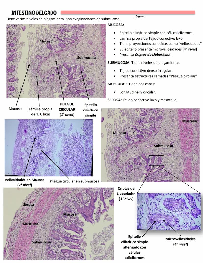 LENGUA
SISTEMA DIGESTIVO
Se constituye de 27 músculos
Capas:
MUCOSA:
Epitelio plano
estratificado no
queratinzado
Lámina propia:
T.C. denso
