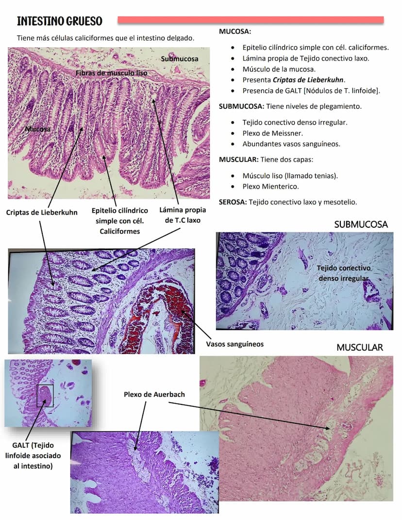 LENGUA
SISTEMA DIGESTIVO
Se constituye de 27 músculos
Capas:
MUCOSA:
Epitelio plano
estratificado no
queratinzado
Lámina propia:
T.C. denso
