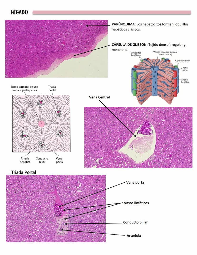LENGUA
SISTEMA DIGESTIVO
Se constituye de 27 músculos
Capas:
MUCOSA:
Epitelio plano
estratificado no
queratinzado
Lámina propia:
T.C. denso
