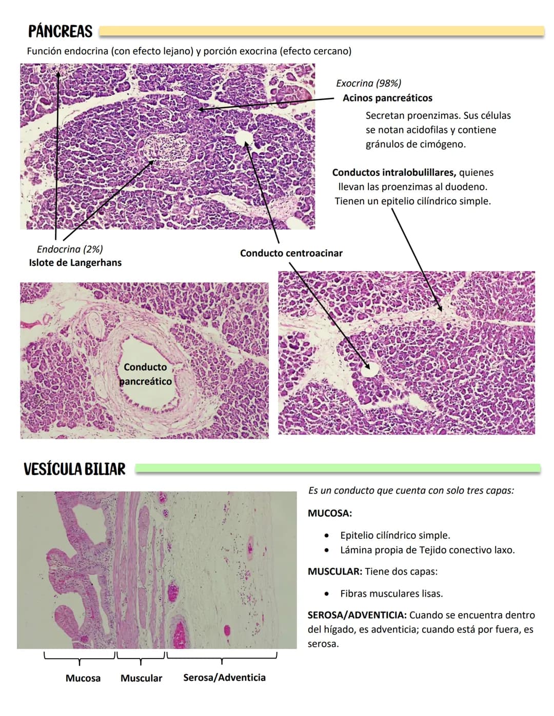 LENGUA
SISTEMA DIGESTIVO
Se constituye de 27 músculos
Capas:
MUCOSA:
Epitelio plano
estratificado no
queratinzado
Lámina propia:
T.C. denso

