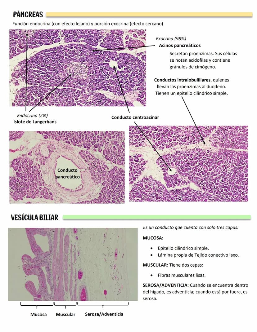 LENGUA
SISTEMA DIGESTIVO
Se constituye de 27 músculos
Capas:
MUCOSA:
Epitelio plano
estratificado no
queratinzado
Lámina propia:
T.C. denso
