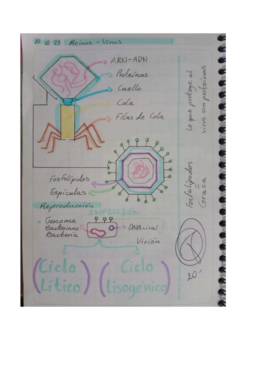 01025 Reinos - Virus

Objetivo: Explicar los conceptos básicos
relacionados con los virus, incluyendo so
estructura, función y cómo afectan 