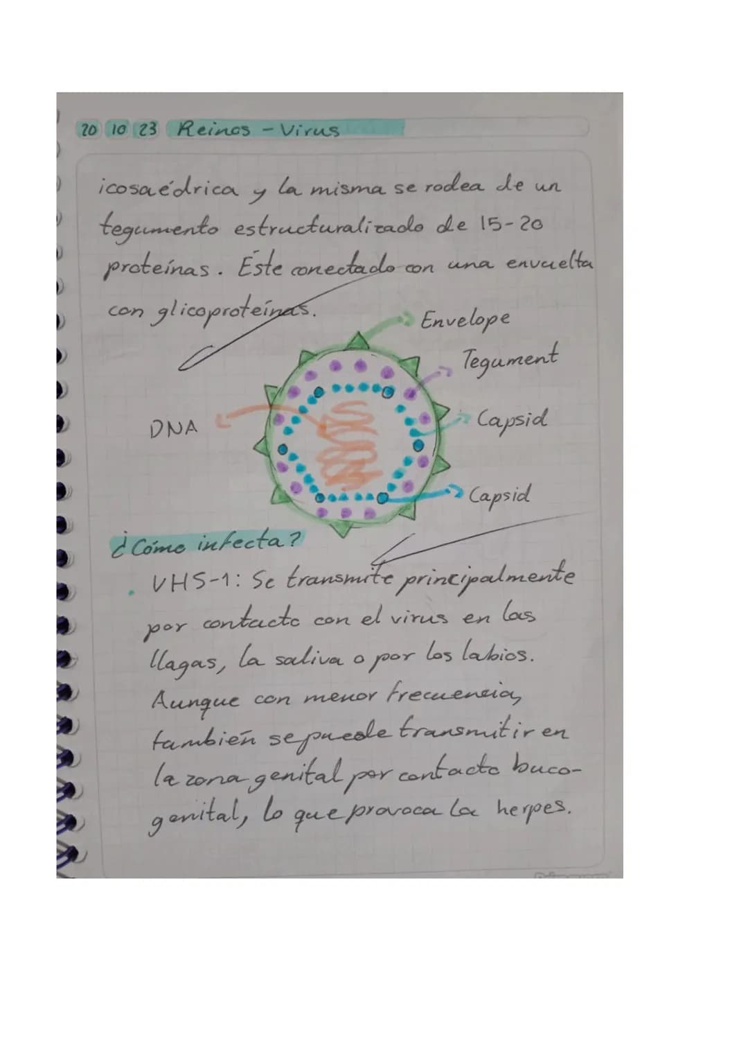 01025 Reinos - Virus

Objetivo: Explicar los conceptos básicos
relacionados con los virus, incluyendo so
estructura, función y cómo afectan 